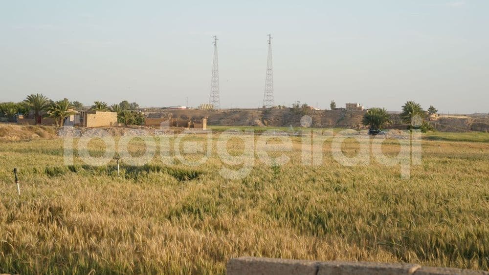 Wheat crops, wheat cultivation