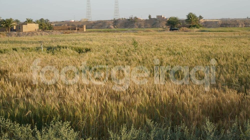 Wheat harvest, Rawah