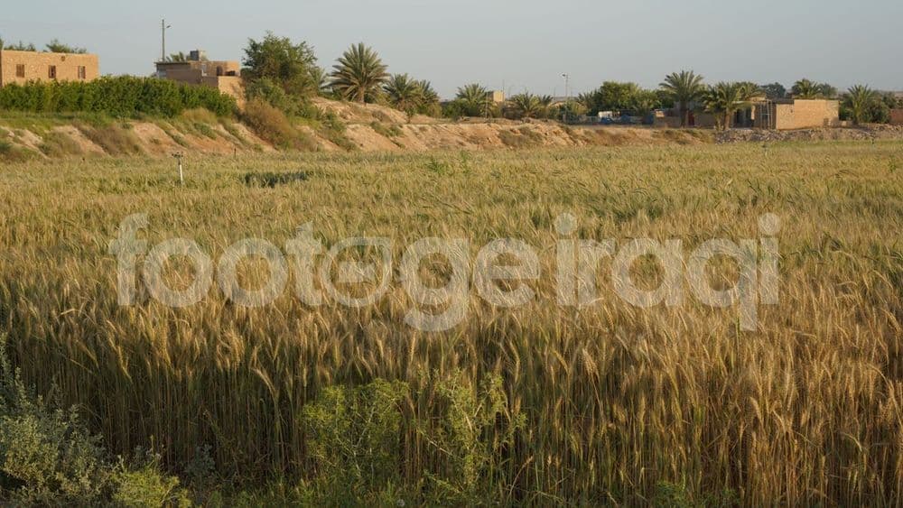 wheat, crops, harvest