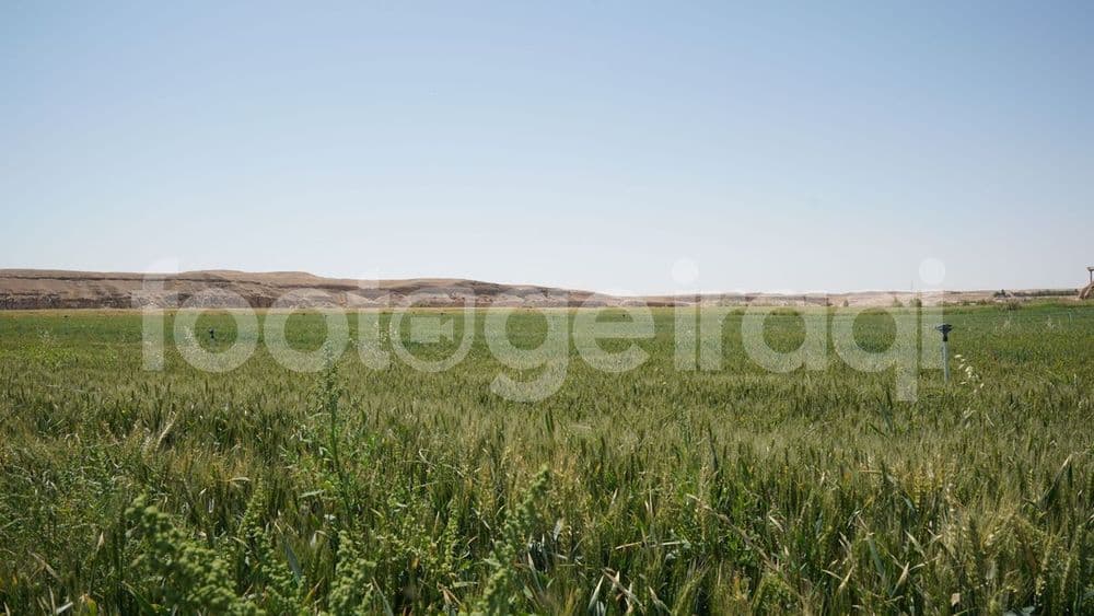 Wheat crops, wheat harvest, Rawah