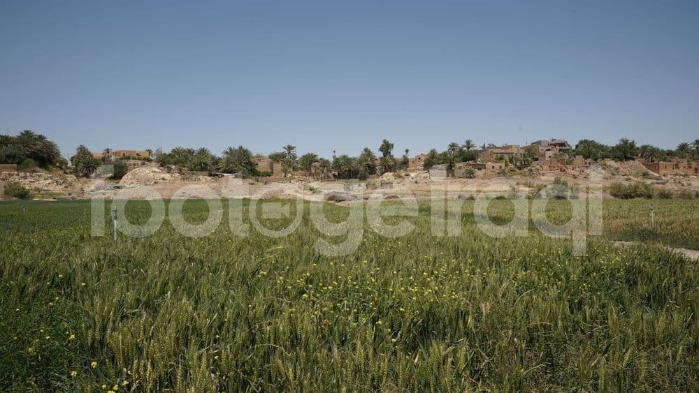 مدينة راوه , حصاد الحنطة