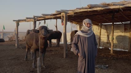 اهوار الجبايش , صباحا , تربية الجاموس