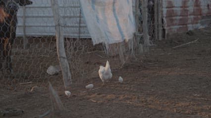 تربية دجاج , الأهوار