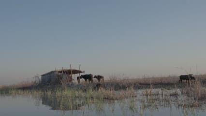 اهوار الجبايش , الجاموس , بيوت القصب