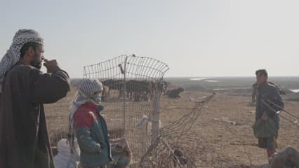 تربية الحيوانات , الجاموس , اهوار الجبايش