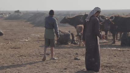 حياة ريفية , اهوار الجبايش , تربية الجاموس