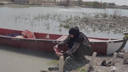 سمك الكارب , اهوار الجبايش