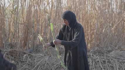 سيدة عراقية , اهوار الجبايش , القصب