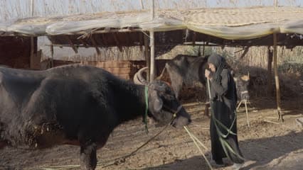 اطعام الجاموس , اهوار الجبايش