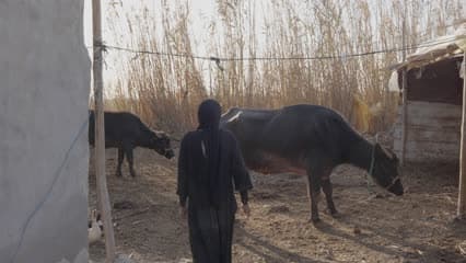 اهوار الجبايش , تربية جاموس 