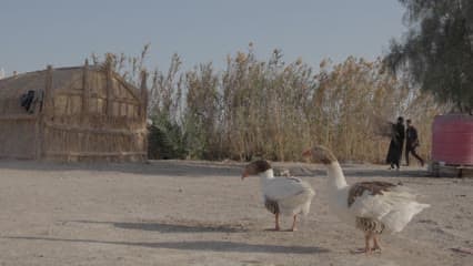 حياة ريفية , اهوار الجبايش