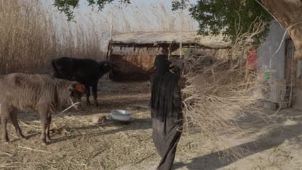 تربية جاموس , اهوار الجبايش