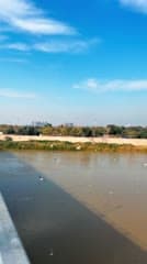 جسر الجادرية , طيور النورس , بغداد