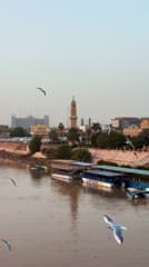 جسر الشهداء , القشلة , طيور النورس 