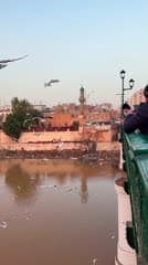 جسر الشهداء , طيور النورس , نهر دجلة