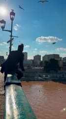 جسر الشهداء , بغداد , طيور النورس