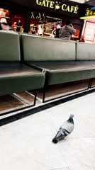 مطار بغداد الدولي , صالة المسافرين , طيور