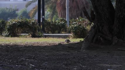 Garden, birds