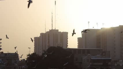 طيور النورس , منظر الغروب