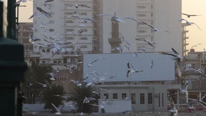 طيور النورس , منظر الغروب , جسر الشهداء