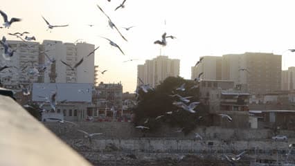 طيور النورس , سماء بغداد