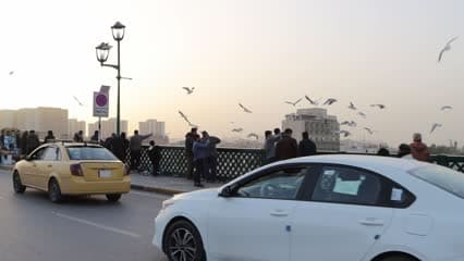 جسر الشهداء , طيور النورس , زوار