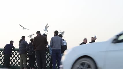 طيور النورس , زوار , جسر الشهداء 