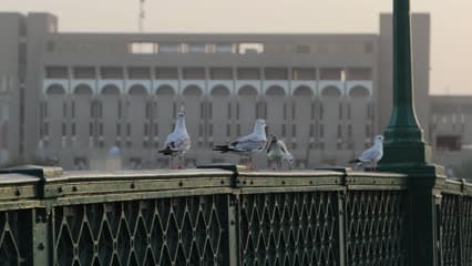 طيور النورس , جسر الشهداء