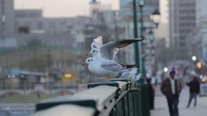 طائر النورس