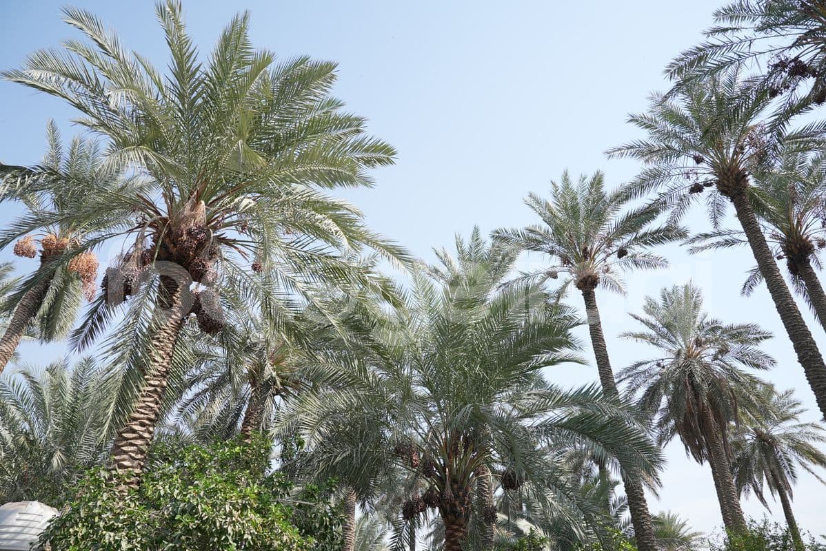 النخيل العراقي , اشجار النخيل العراقي
