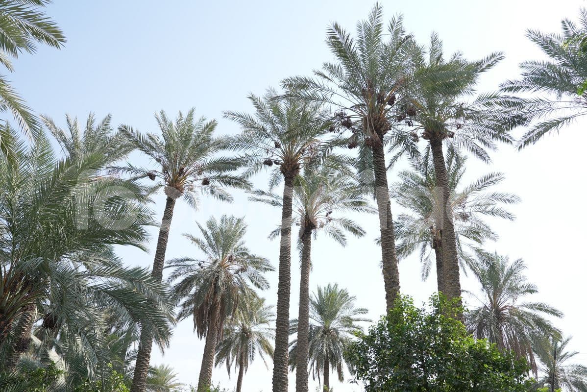 اشجار النخيل , التمر العراقي 