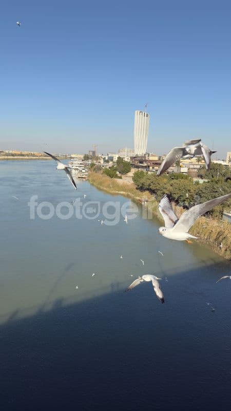 Seagulls on the Jadriya Bridge