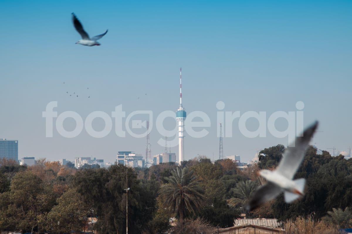 Baghdad Tower, seagulls