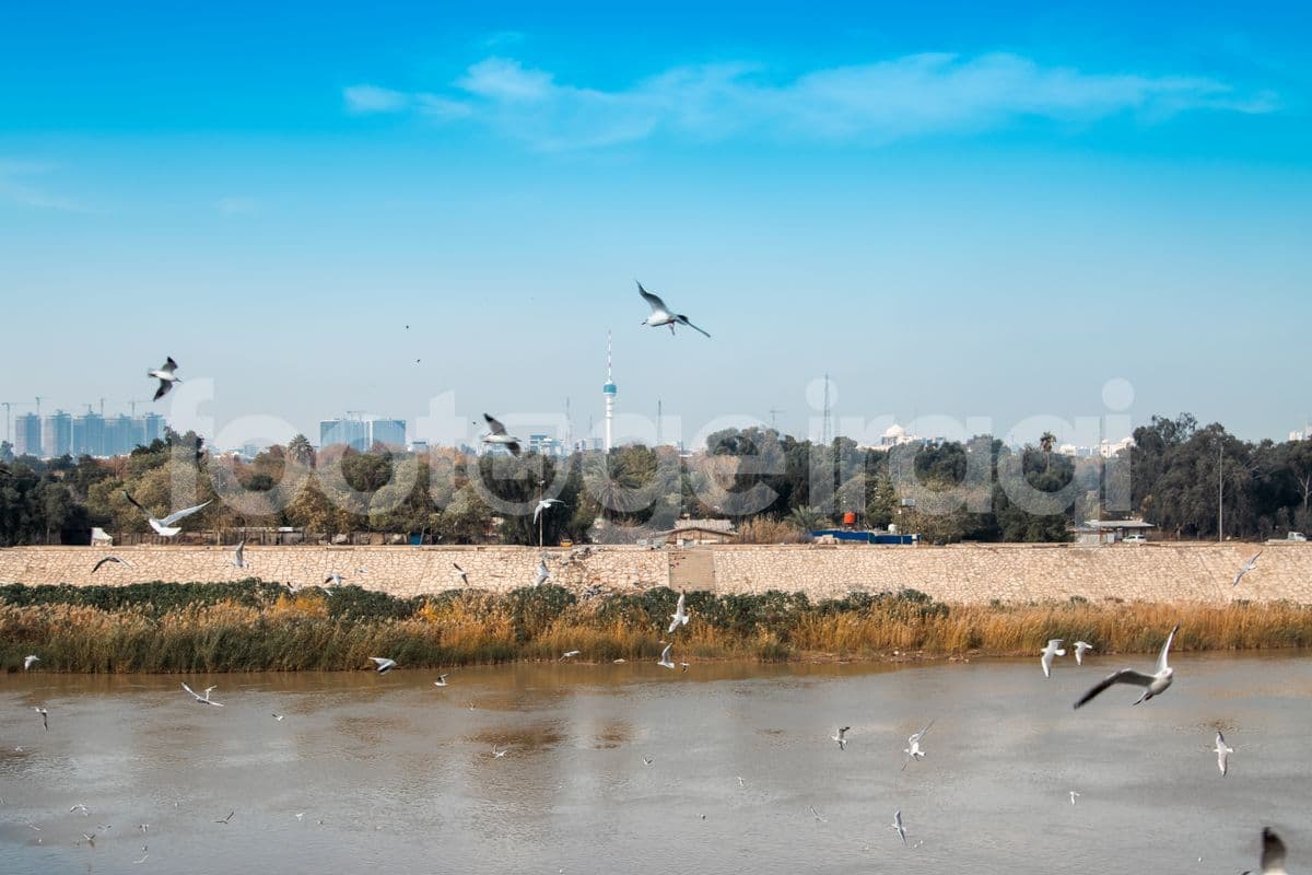 Seagulls, the Dijlah River, Baghdad Tower