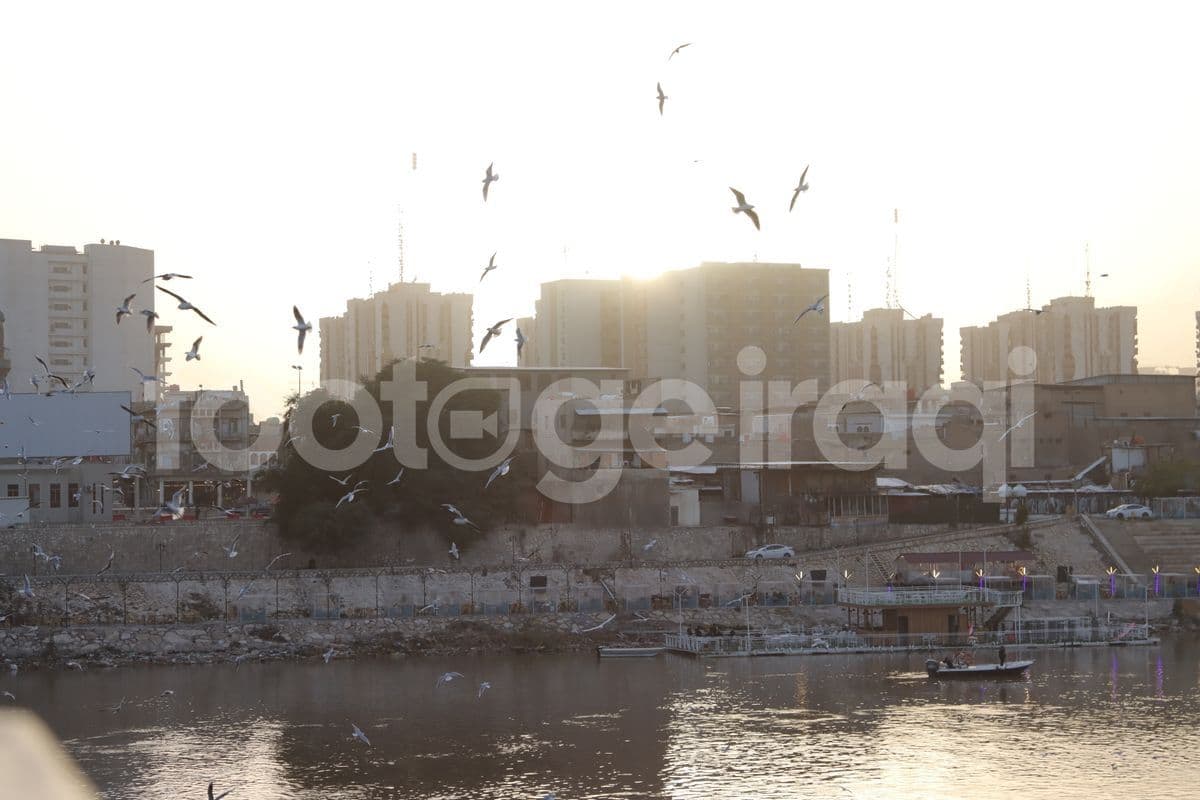 طيور النورس , نهر دجلة