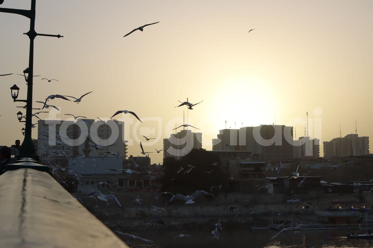 Seagulls, Baghdad, sunset
