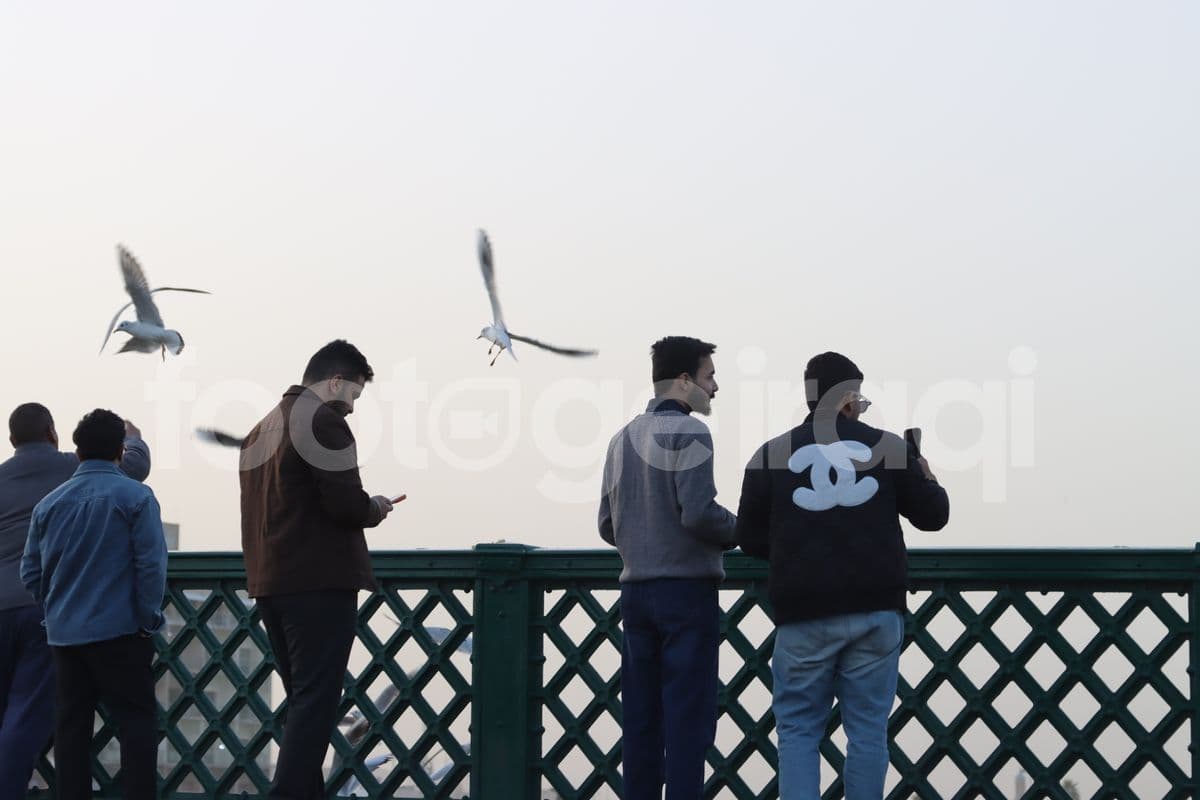 جسر الشهداء , طيور النورس