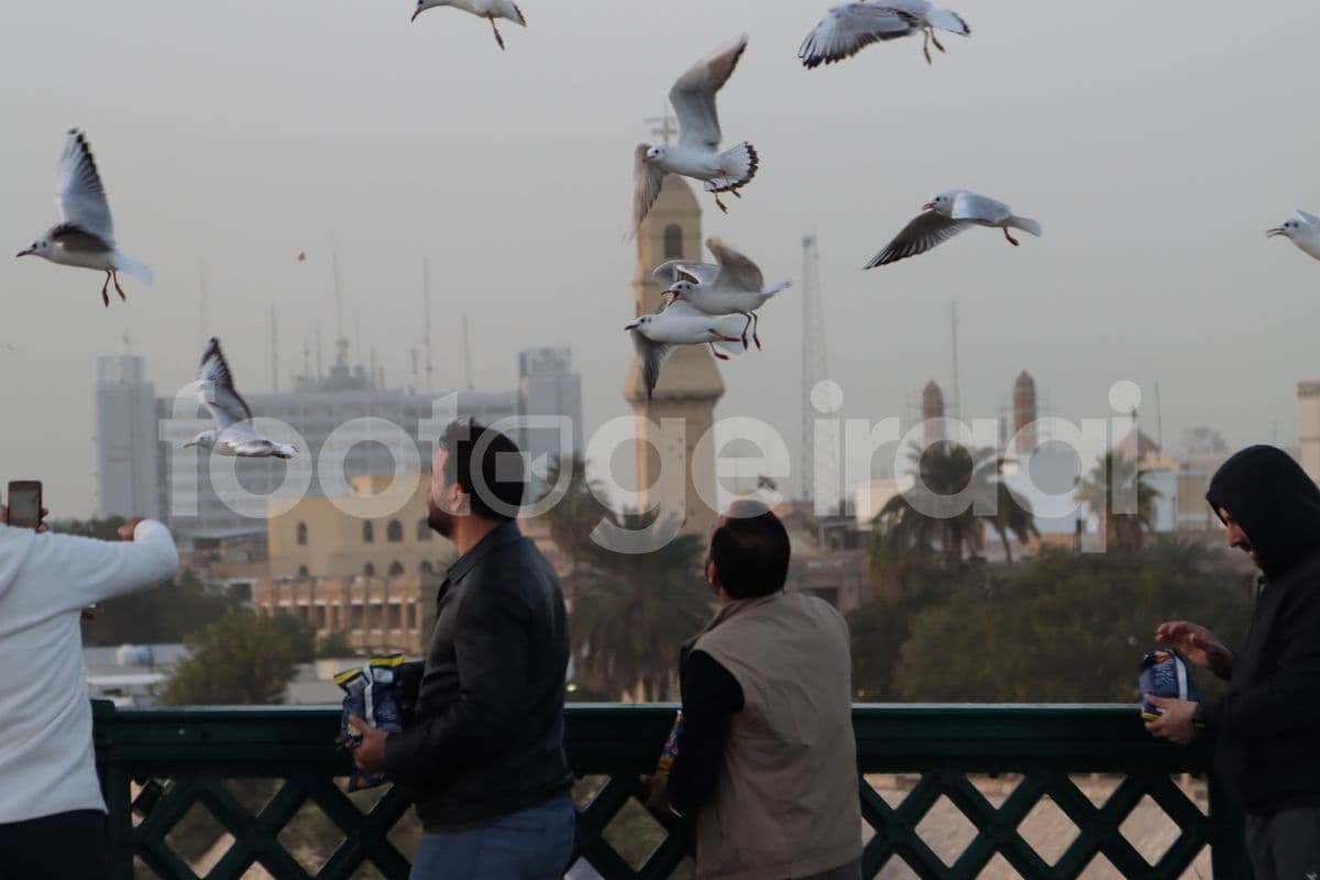 طيور النورس , نهر دجلة , بغداد