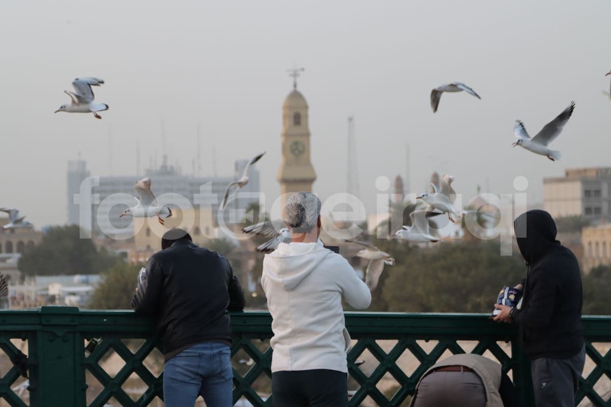 جسر الشهداء , القشلة , طيور النورس
