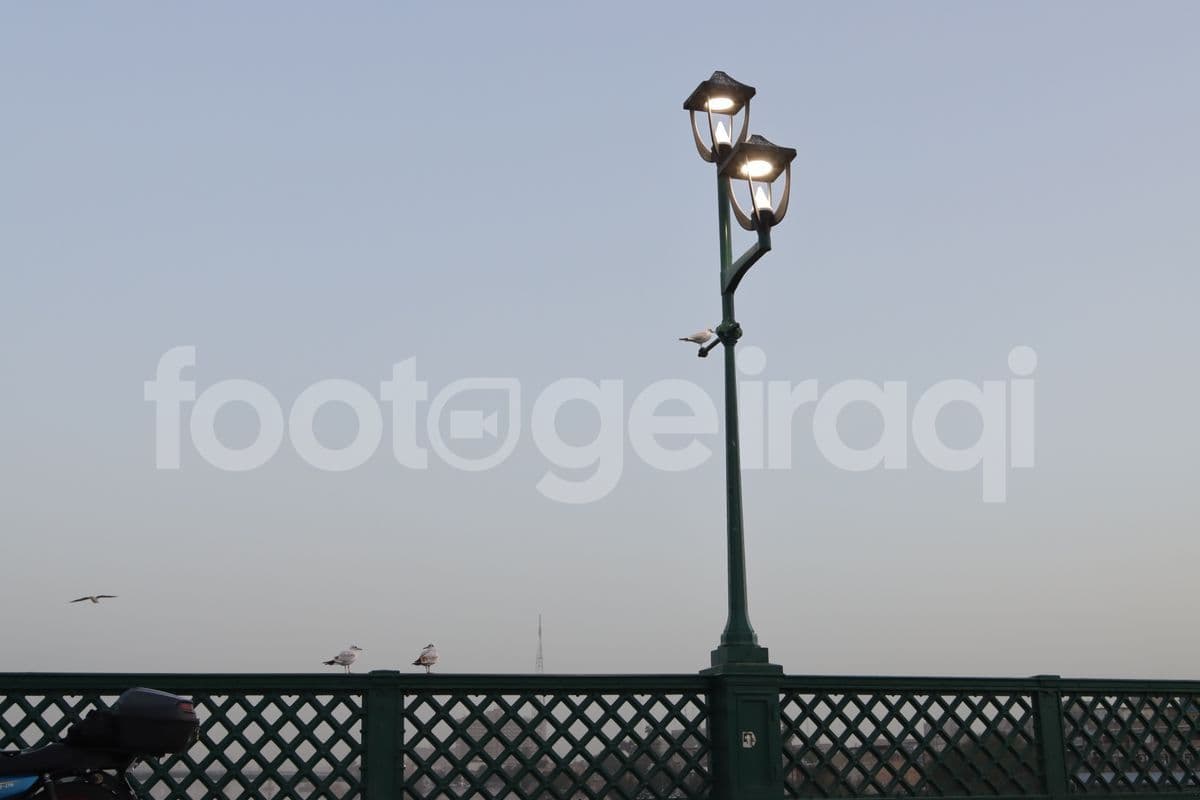 طائر النورس , بغداد , جسر الشهداء