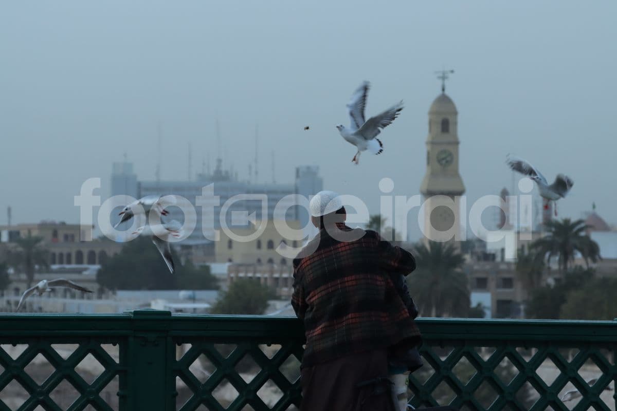 جسر الشهداء , القشلة , طيور النورس