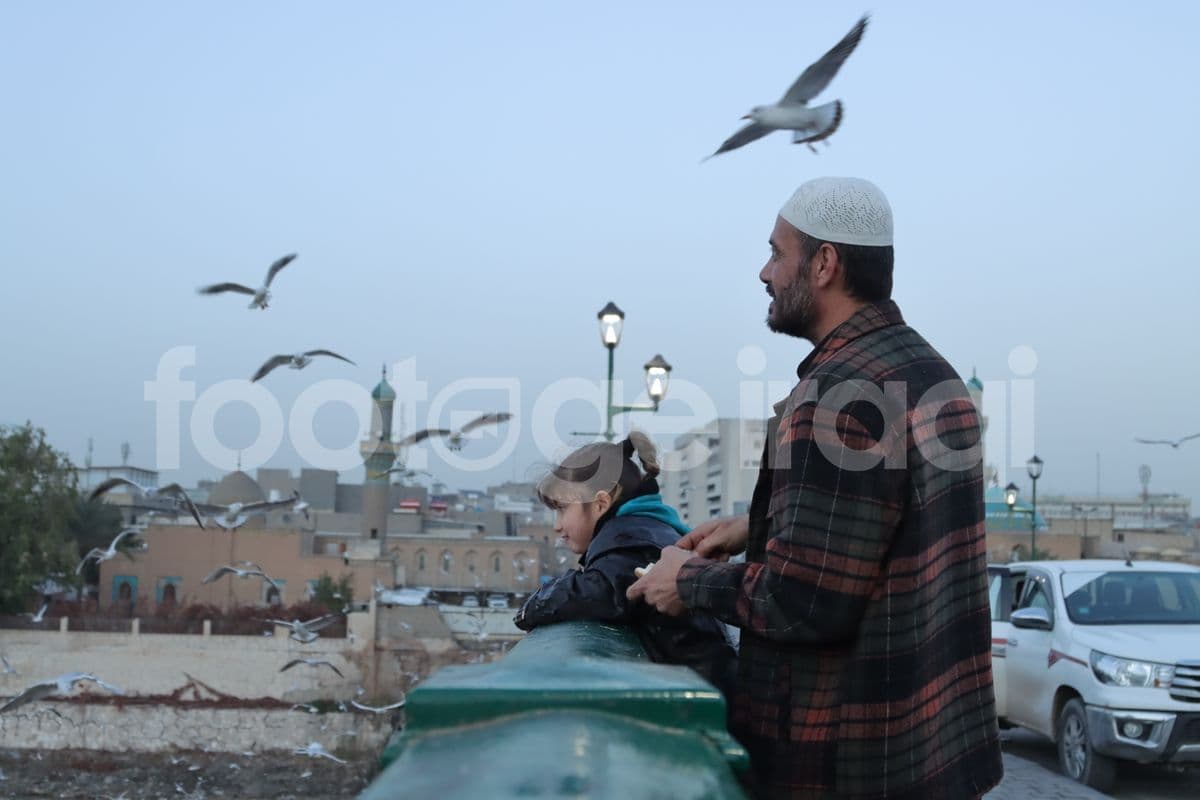 طيور النورس . بغداد , جسر الشهداء